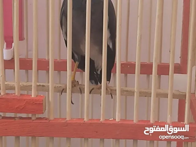 السلام عليكم ورحمة الله وبركاته مينا للبيع