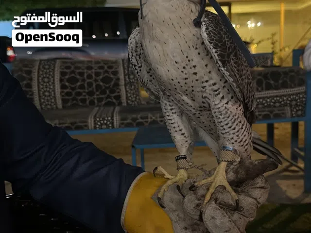 جير تبع للبيع