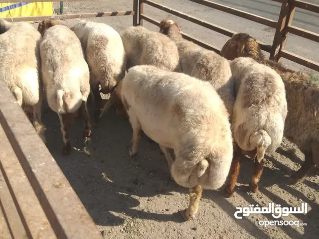 عقايق ... إنذار..... فدوى ....