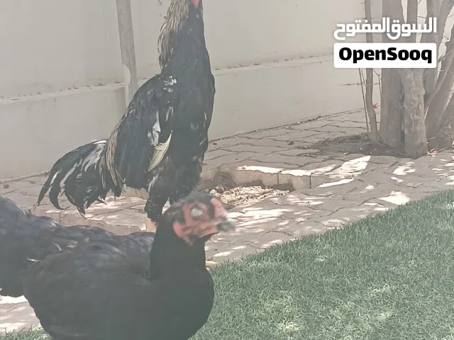 ديك باكستانى ميدان بحاله جيده جدا ودجاجه وصوص