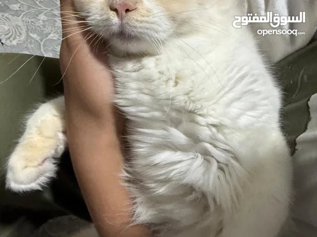 قطة طالبة تزاوج معقمة و نظيفة جدا