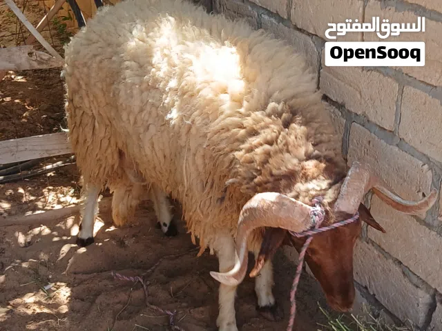 خروف وطني سلوق العمر مكسر اثني