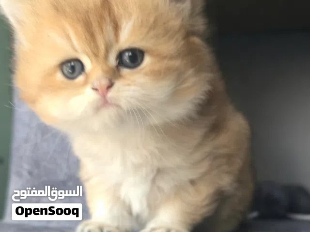 British Longhair male cat.