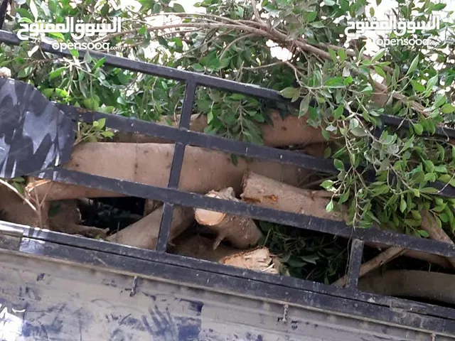 قصة وتقليم اشجرة
