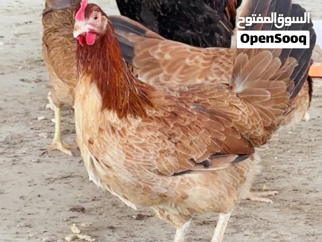 دجاج كويتي شرط الصحه بياض جاي خيره