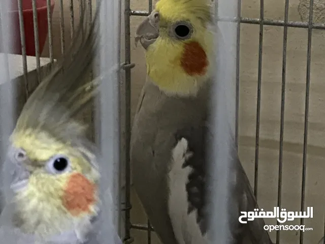 ببغاء جوز كوكتيل وا أنثى روز واً ذكر فشر