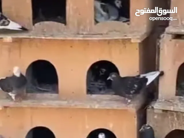 حمام البرجهام الغني عن التعريف