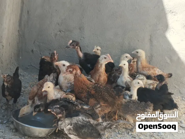 متاح 31 صوص اعمار بين الشهر وشوي ل الشهرين للبيع كوم كامل بقلوب بعضه صحة ونظافه موجودات بالمفرق