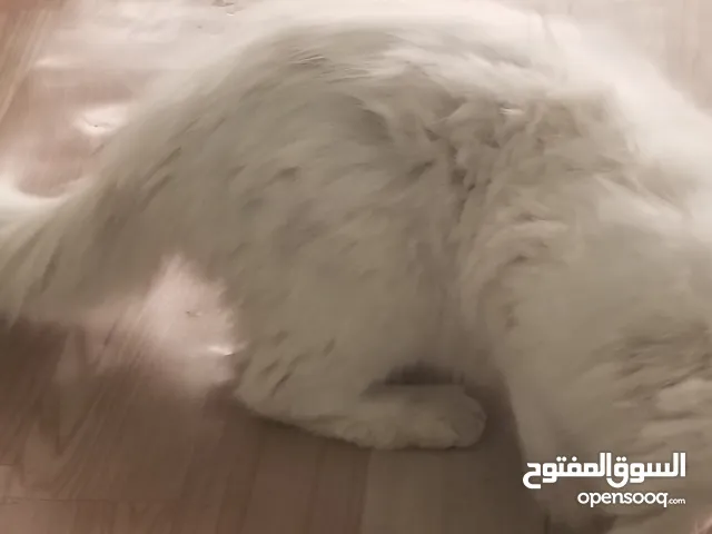 قطه شيرزاي للبيع ب 25 الف