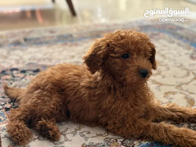 كلب بودل Poodle dog