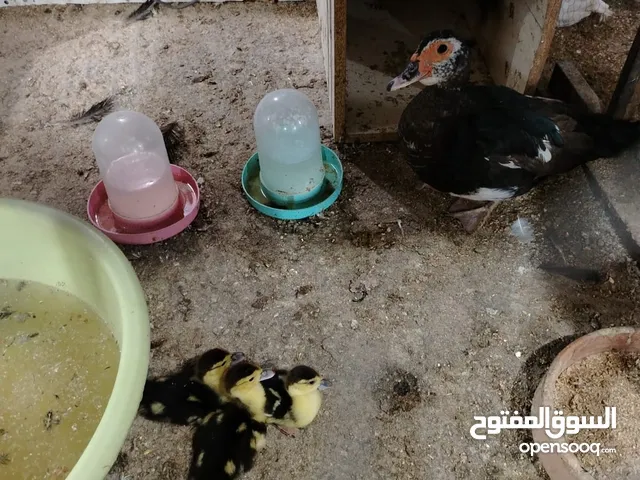 بيع طيور ودجاج