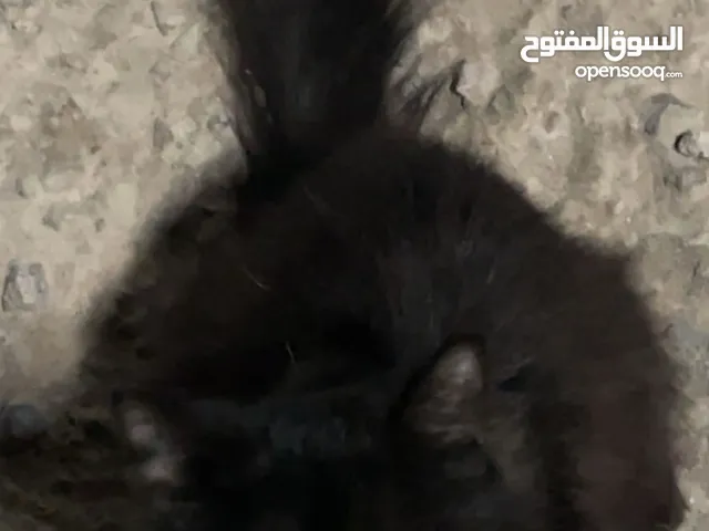 للتبني قطه حلوه شيرازيه  عمرها : 1