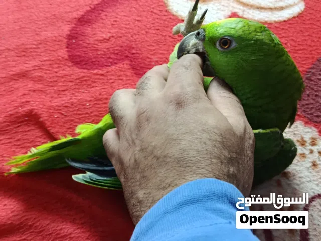 متاح ومن الممنوعات زغلول ببغاء امازون يلوناب متكلم جيد جدآ وهادى واليف وارد المانيا دبله مغلقه