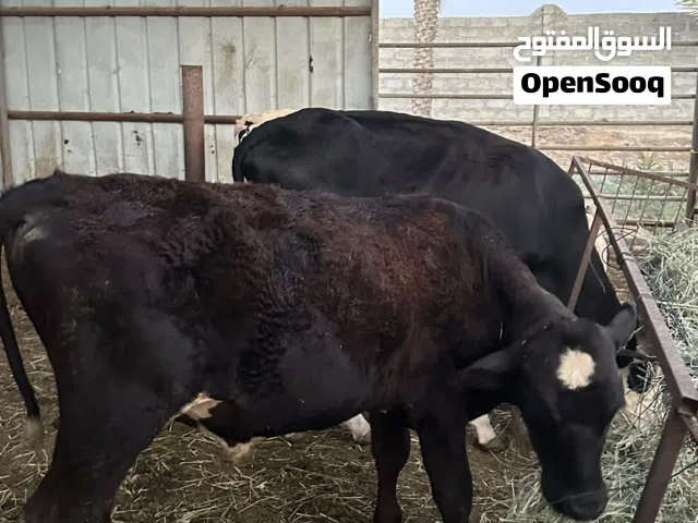 يتوفر مجموعه عجاله للبيع