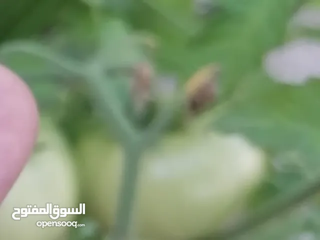 قطعة أرض للأيجار المساحة 350 المكان المشراق القديم مقابل بصرة سنتر للتواصل