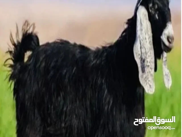 المعز العارضي