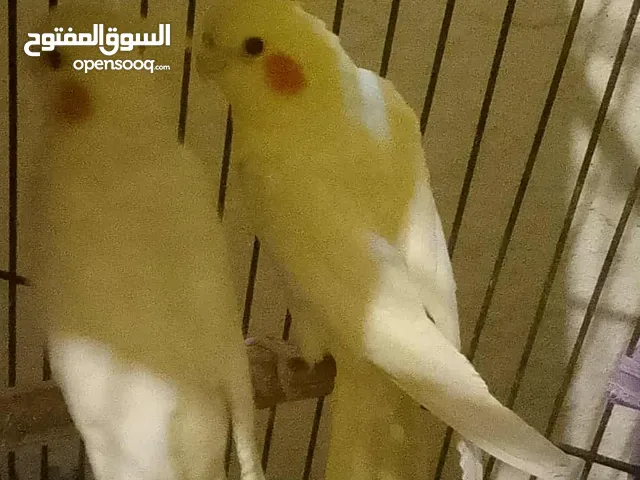 طيور كوكتيل جوز اليفات طبعه ع ايدي جميلات