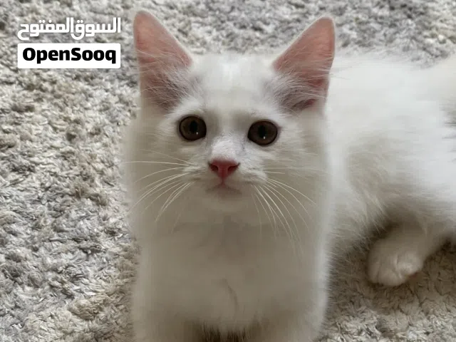 قطط مكس سيبيري و تركي الانجورا