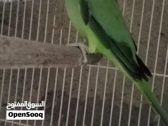 ذكر دره  منتج مضمون