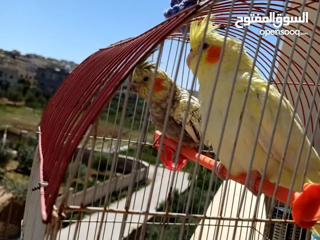 عصافير كوكتيل للبيع