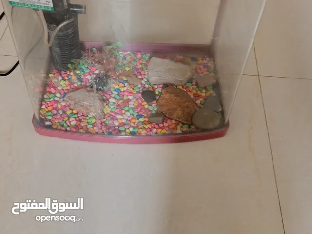 حوض سمك متوسط