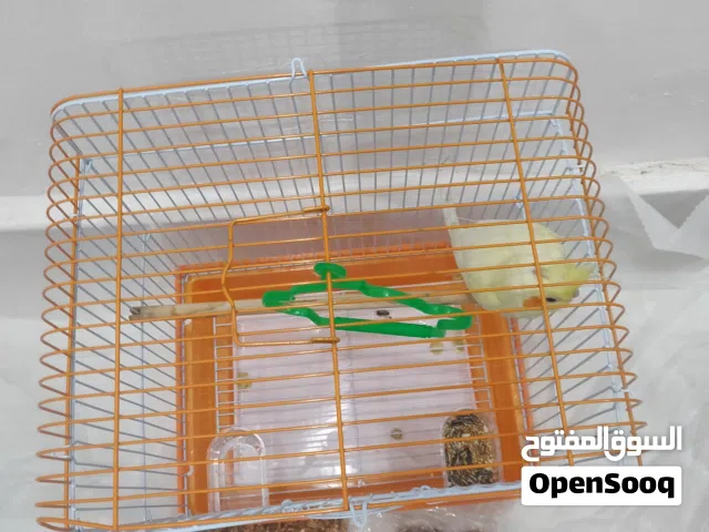 طير كروان مدرب