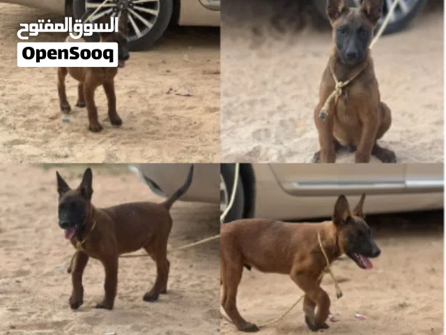 جرو ذكر مالينوا للبيع حاجه ربي يبارك