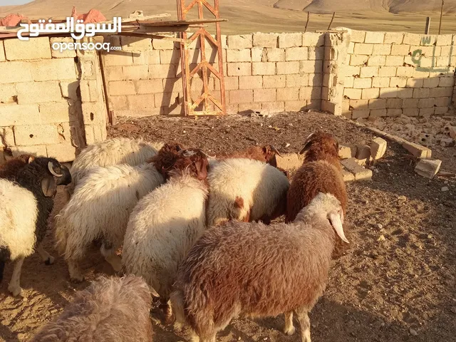 خرفان بلدي اعمار 7 أشهر