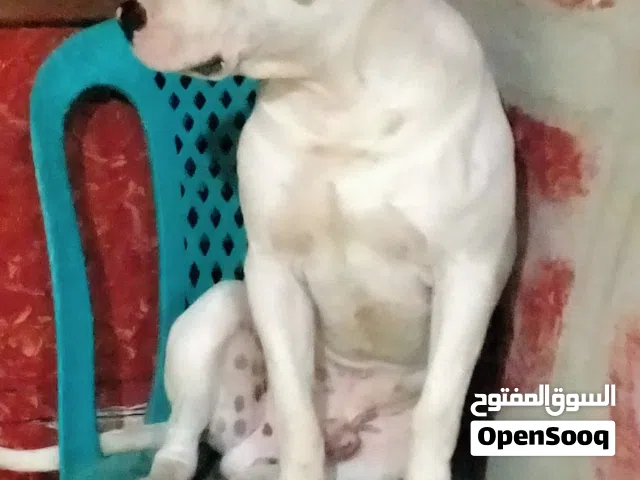 Dogo Argentino - دوجو ارچنتينو