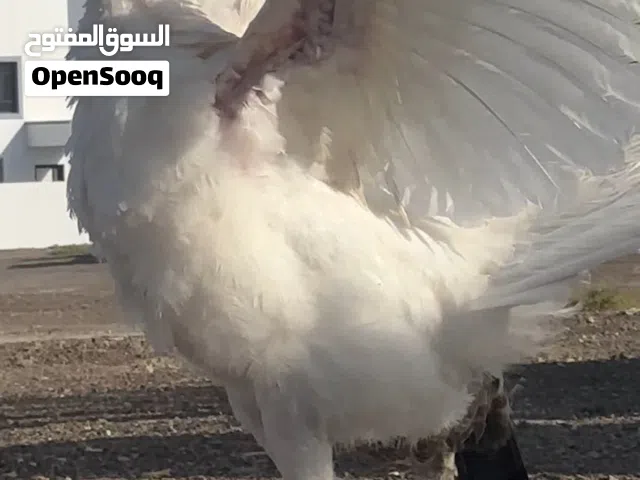 دجاج رومي اقرأ الوصف