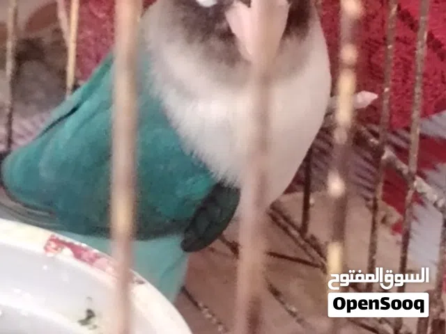 غندوره لبيع