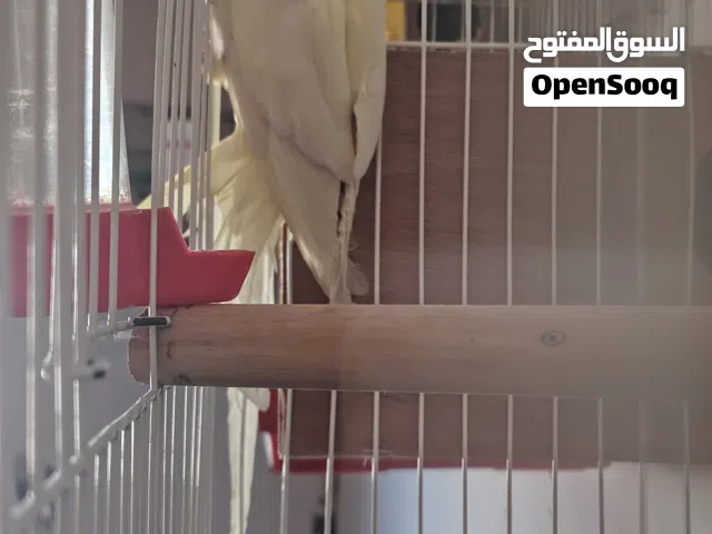 ٱنثى كوكتيل لاتينيو