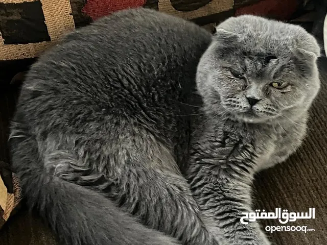 سكوتش فولد ذكر معقم العمر 3 سنوات