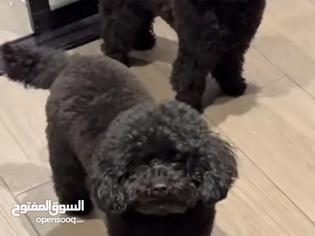 TOY POODLE FOR SALE