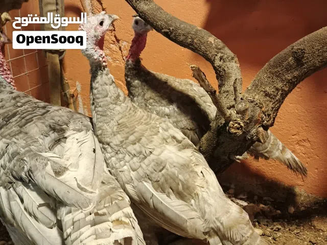طقم حبش المنيوم مميز