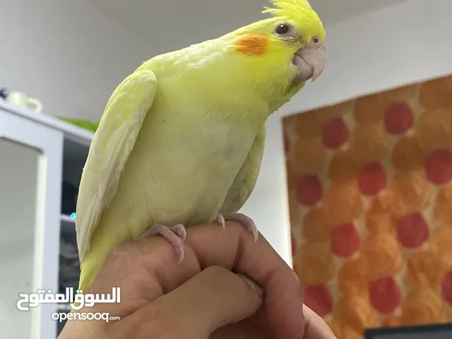 طير أليف عمره حدود 3 اشهر