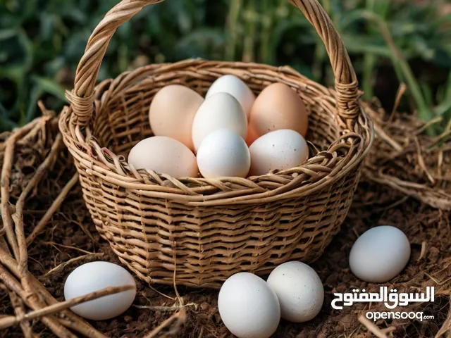 Organic Omani eggs for sale