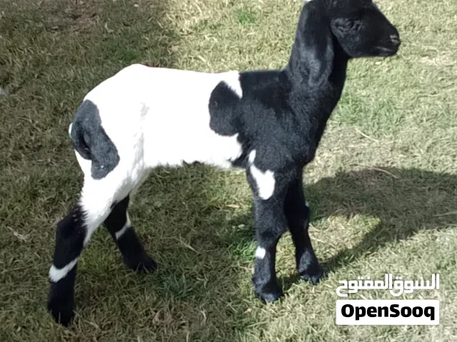 فطيمه هجين توميه تبارك الله العمر 10ايام ترضع ناشطه