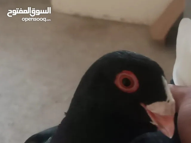 جوز مسويد للبيع