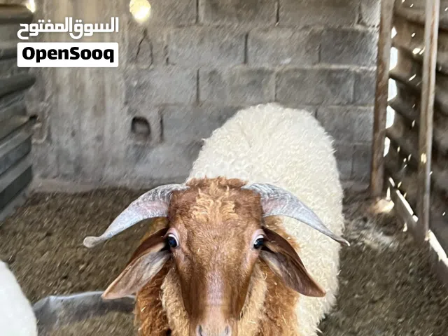 السلام عليكم خرفان وطني