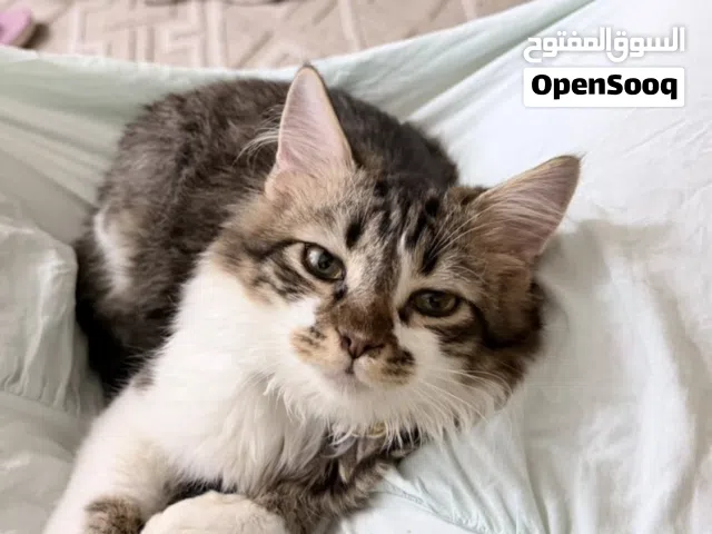 Siberian cat