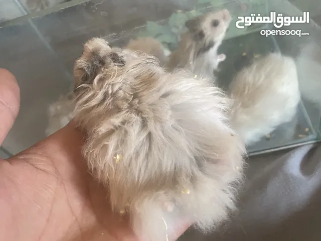 همستر أليف العمر 3 اشهر