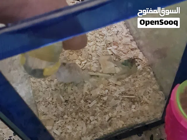 هامستر روسي للبيع