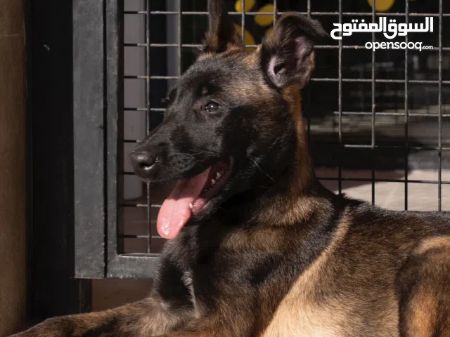للحراسه...بلجم مالينو جاصلين على جميع اللقاحات اللازمه وجرعه الدود ومايكروشيب