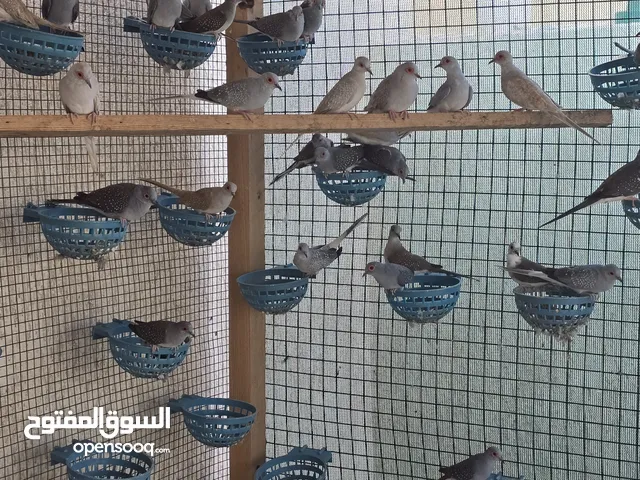 يمام ماسي أبرق
