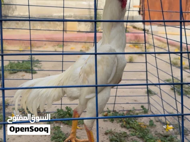 للبيع ديج و دجاجه هنود