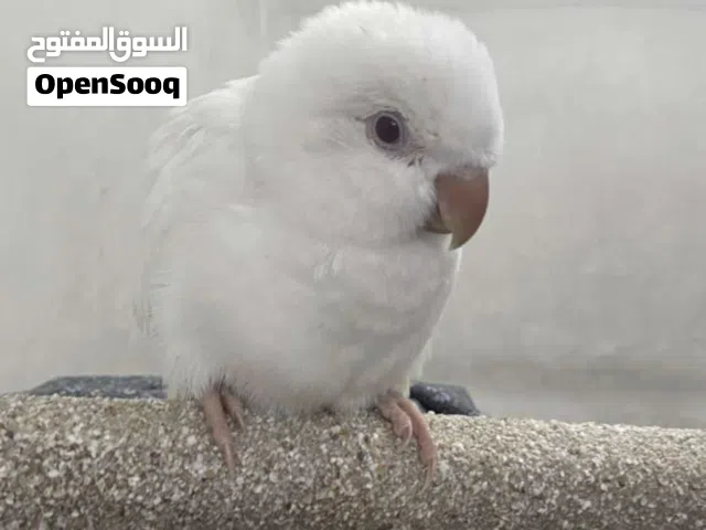 ببغاء كويكر لون أبيض عيون حمر عمرة تقريباً شهرين