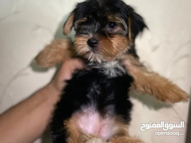 Available Male and Female yorkshair age 2 months size tea cup with passport and vaccine pure blood