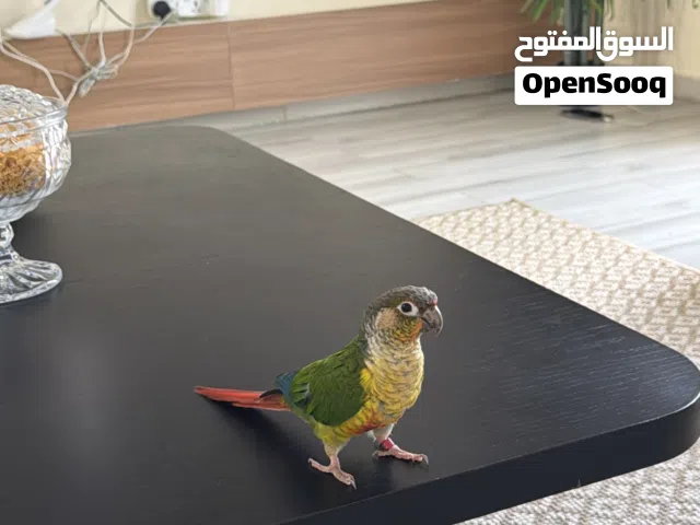 قبل أتفرض 750بغباء كنيور مكان العين