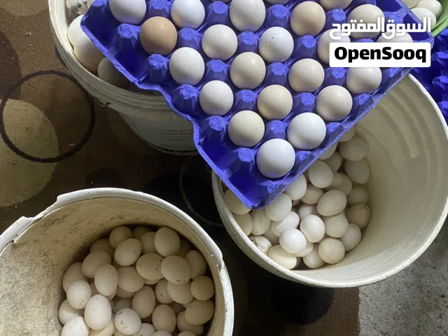 بيض بلدي مخصب